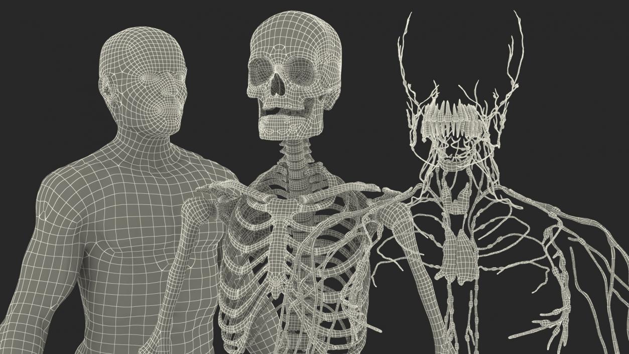 Male Skeleton Lymphatic System and Skin 3D model