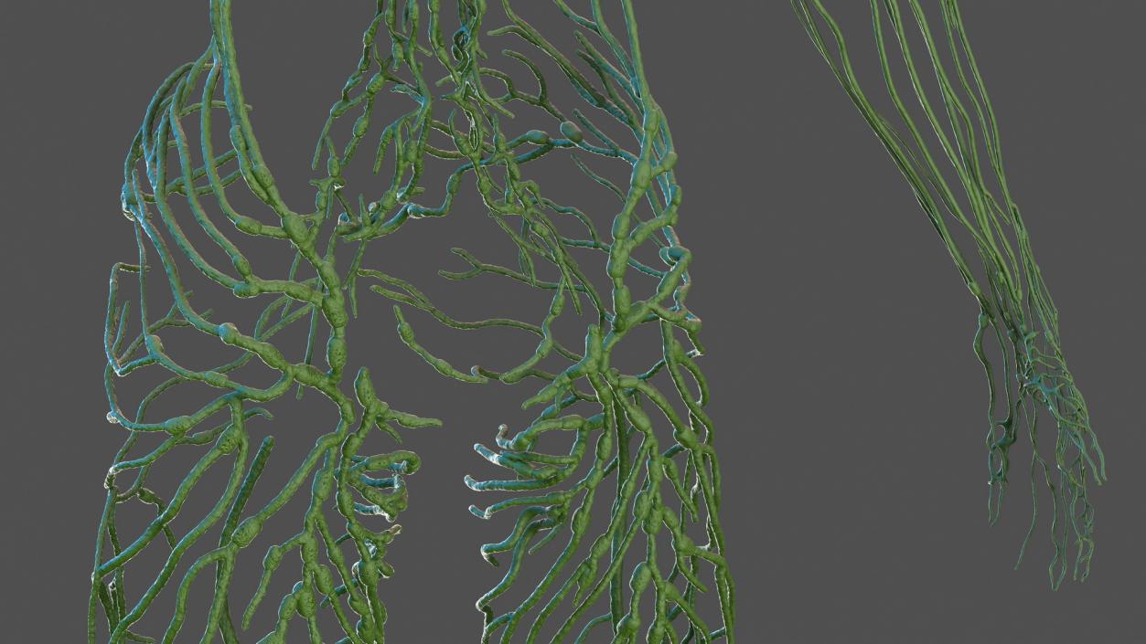 Male Skeleton Lymphatic System and Skin 3D model