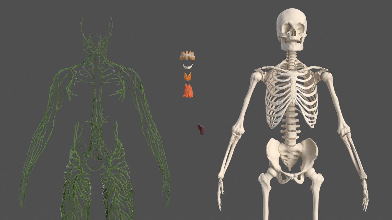 Male Skeleton Lymphatic System and Skin 3D model