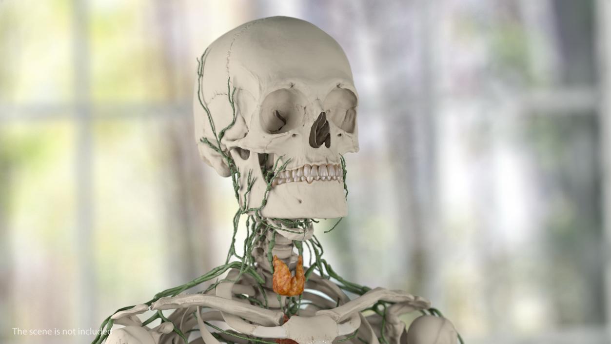 Male Skeleton Lymphatic System and Skin 3D model