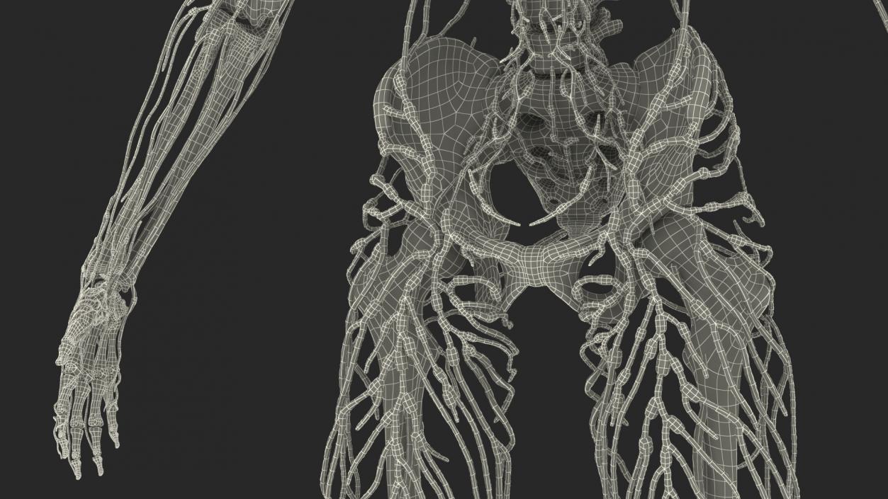 Male Skeleton Lymphatic System and Skin 3D model