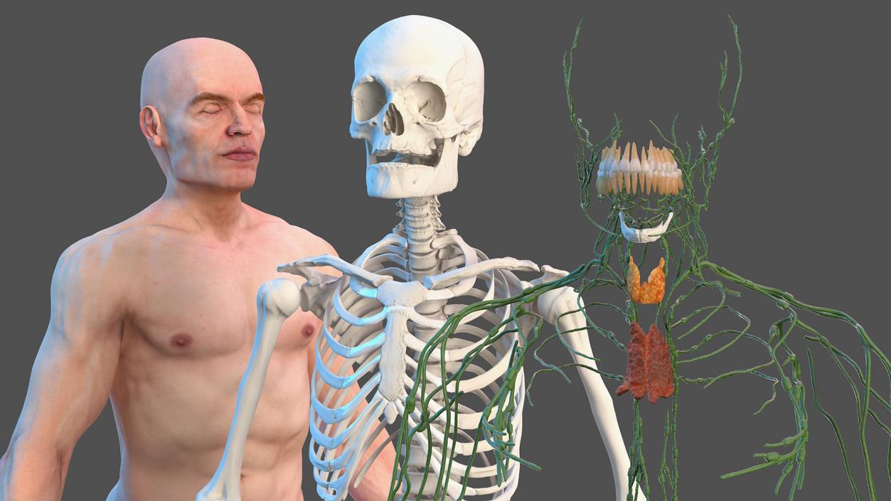 Male Skeleton Lymphatic System and Skin 3D model