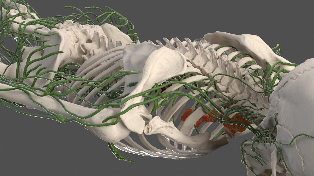 Male Skeleton Lymphatic System and Skin 3D model