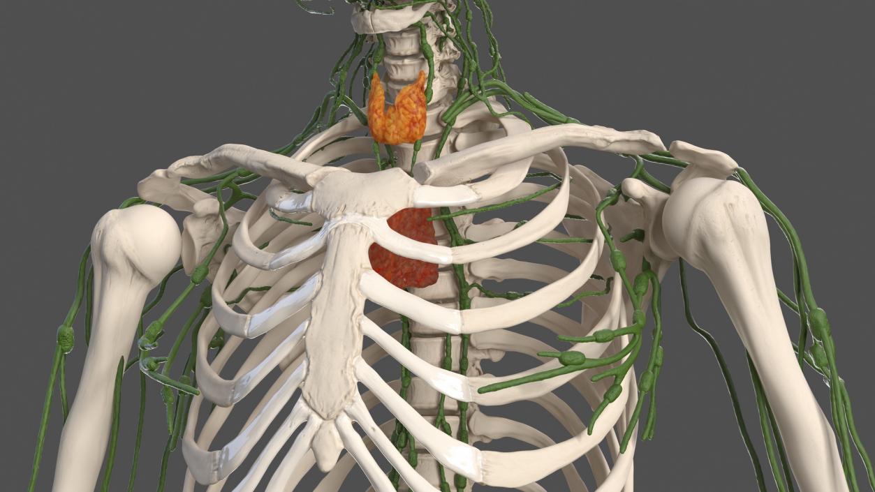 Male Skeleton Lymphatic System and Skin 3D model