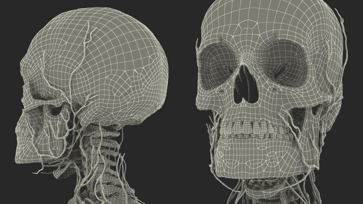 Male Skeleton Lymphatic System and Skin 3D model