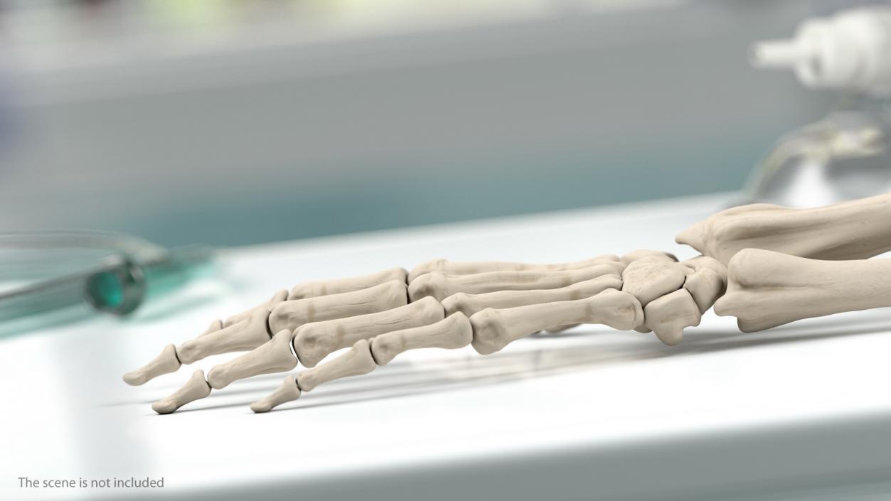 Male Skeleton Lymphatic System and Skin 3D model