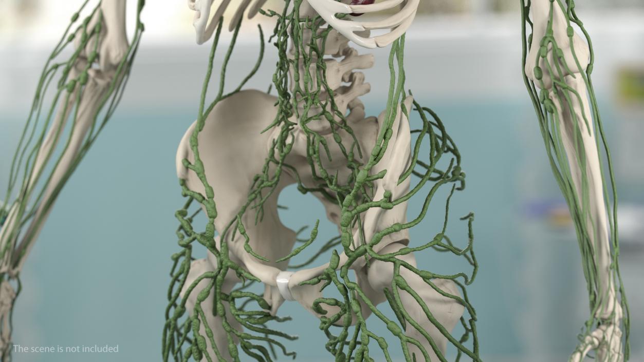 Male Skeleton Lymphatic System and Skin 3D model