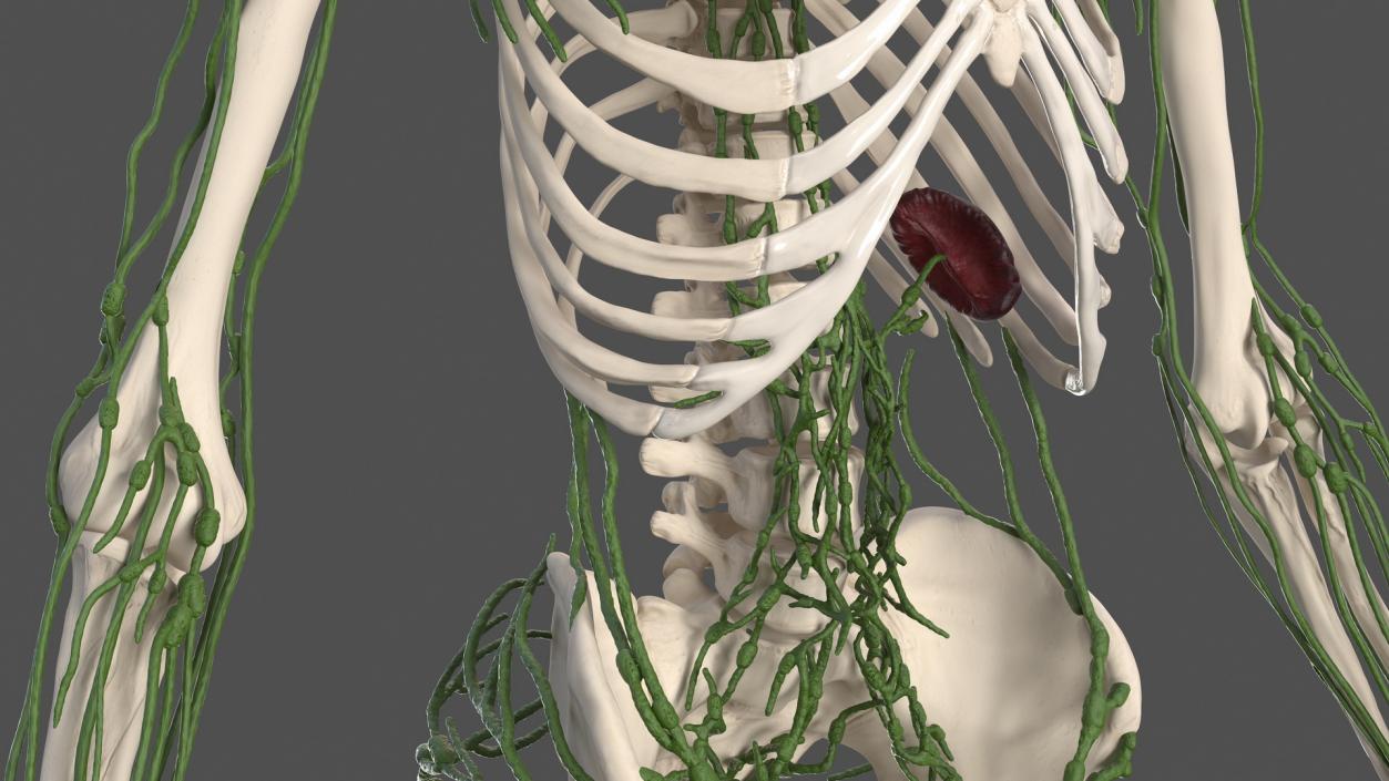 Male Skeleton Lymphatic System and Skin 3D model