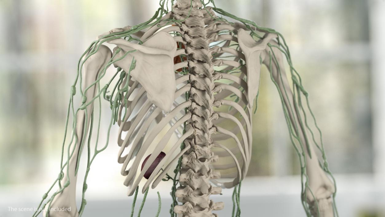 Male Skeleton Lymphatic System and Skin 3D model