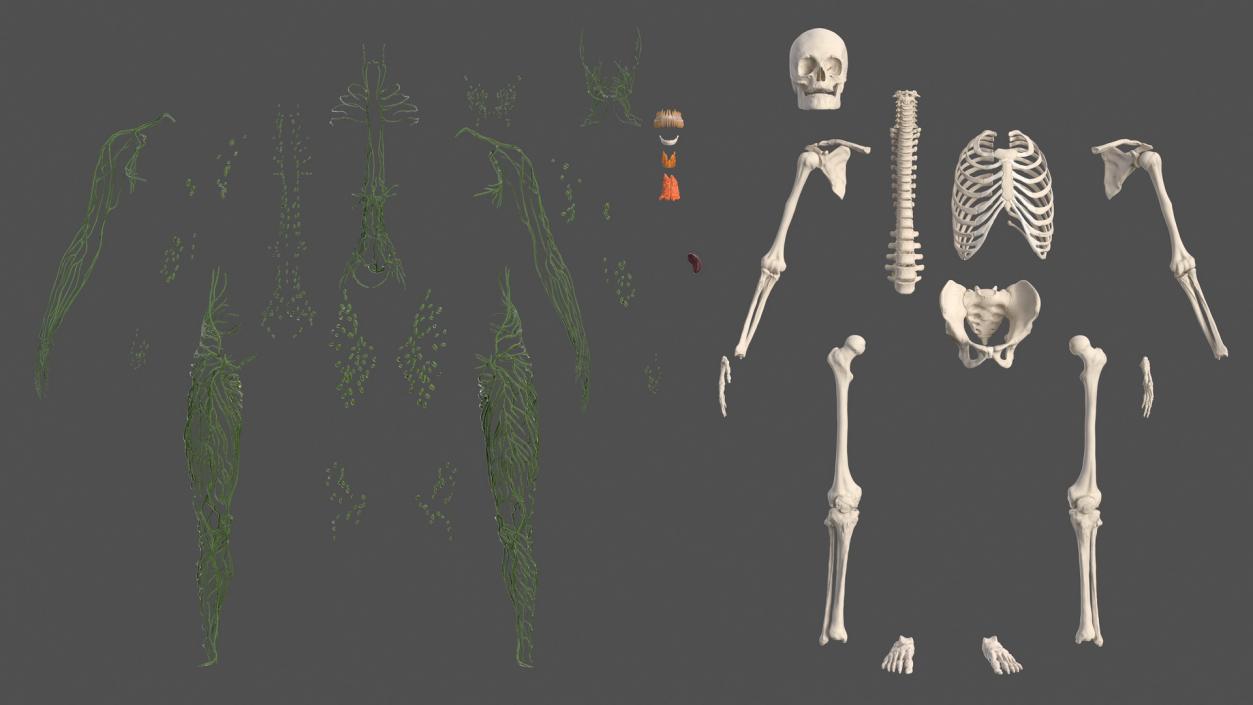 Male Skeleton Lymphatic System and Skin 3D model