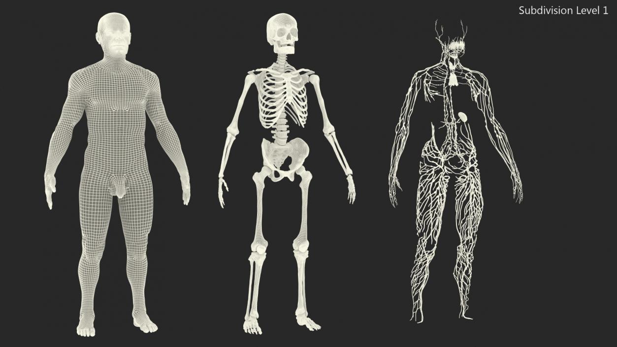 Male Skeleton Lymphatic System and Skin 3D model