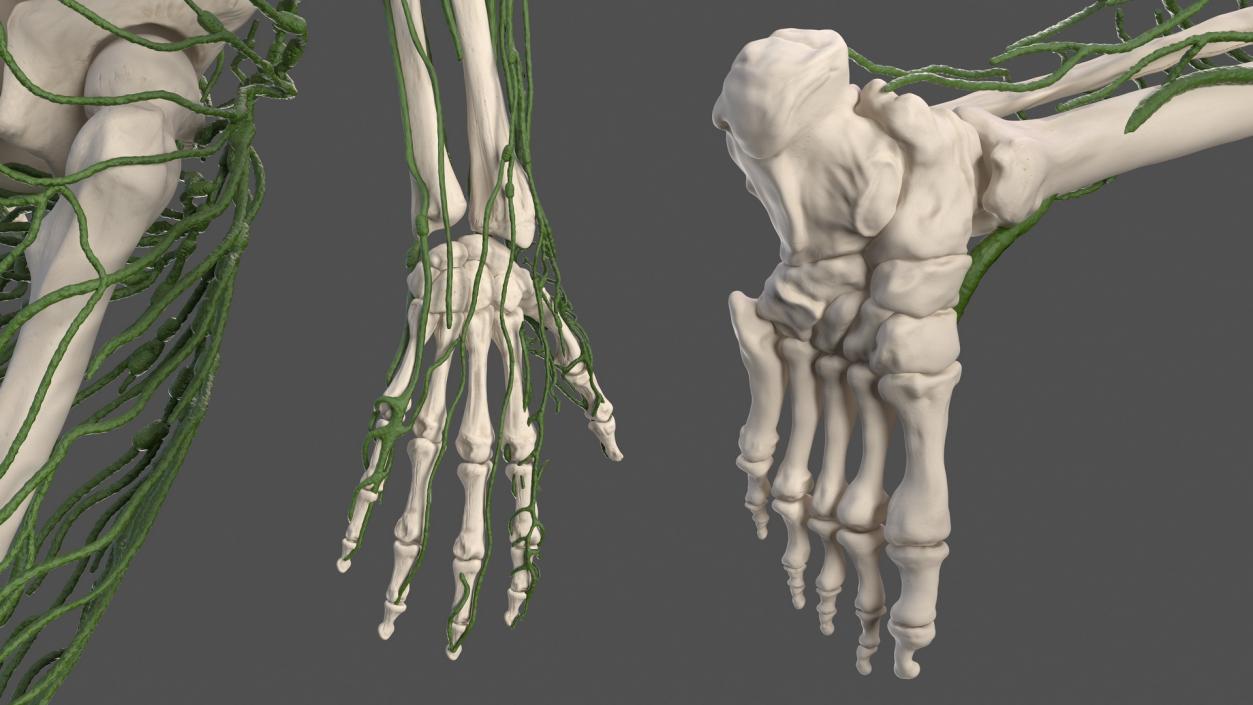 Male Skeleton Lymphatic System and Skin 3D model