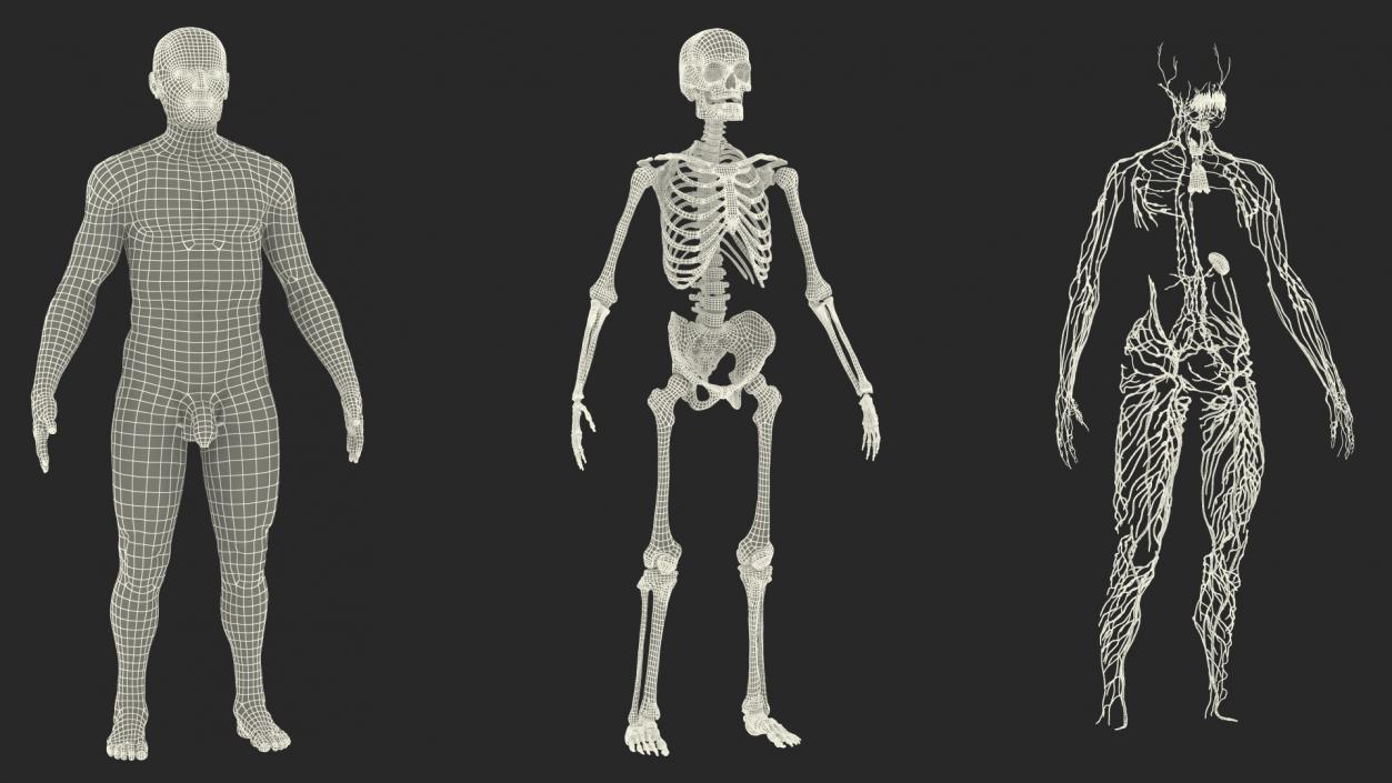 Male Skeleton Lymphatic System and Skin 3D model