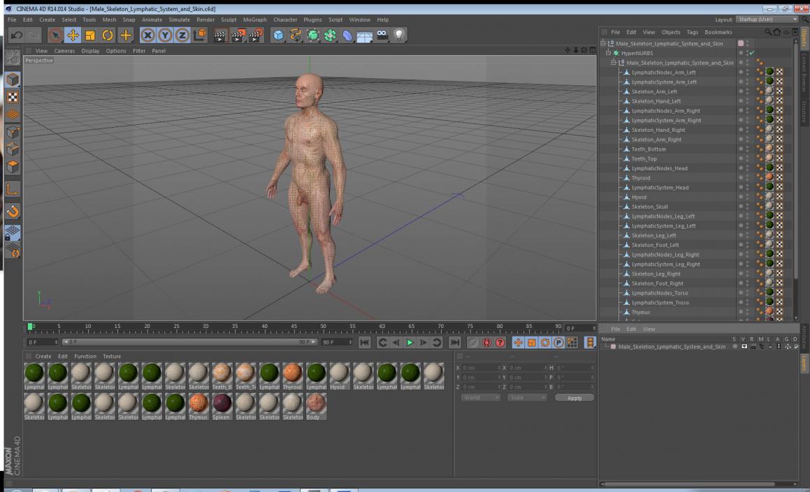 Male Skeleton Lymphatic System and Skin 3D model