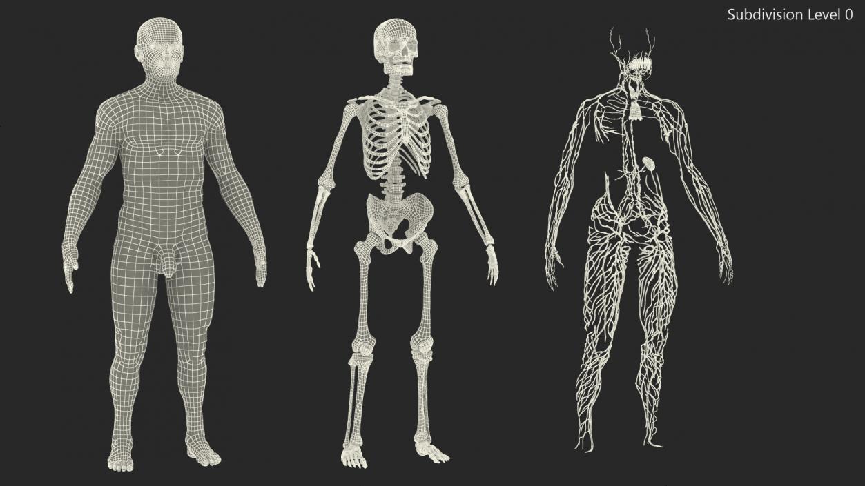 Male Skeleton Lymphatic System and Skin 3D model