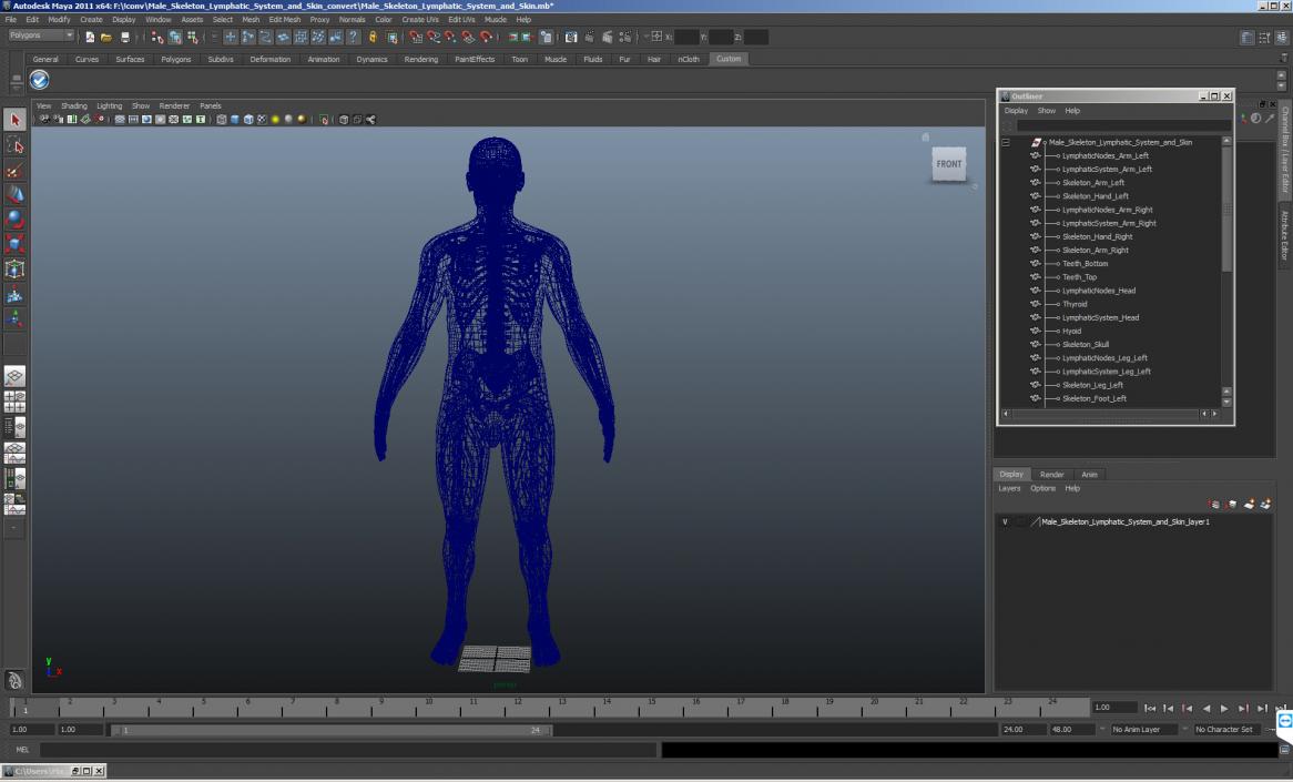 Male Skeleton Lymphatic System and Skin 3D model