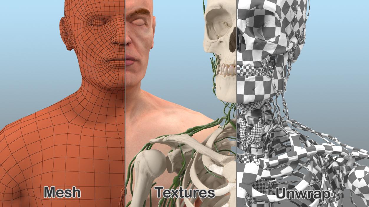 Male Skeleton Lymphatic System and Skin 3D model