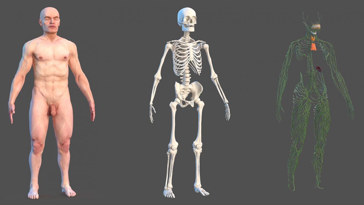 Male Skeleton Lymphatic System and Skin 3D model