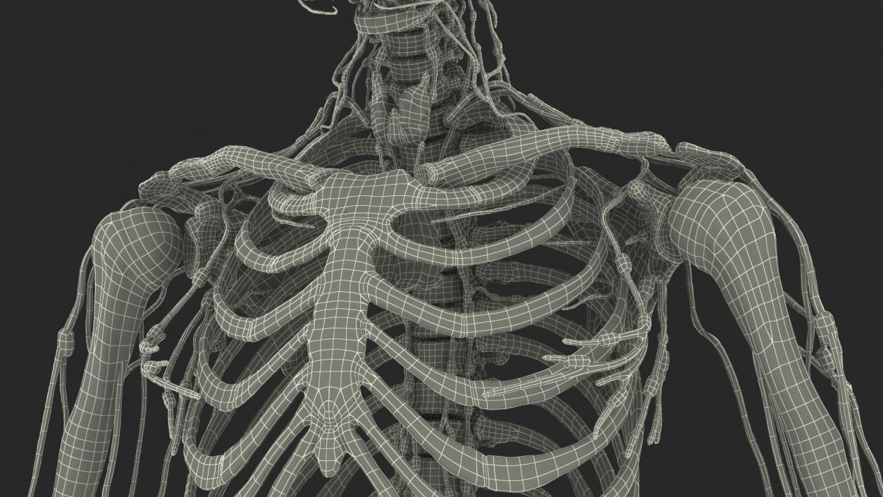 Male Skeleton Lymphatic System and Skin 3D model