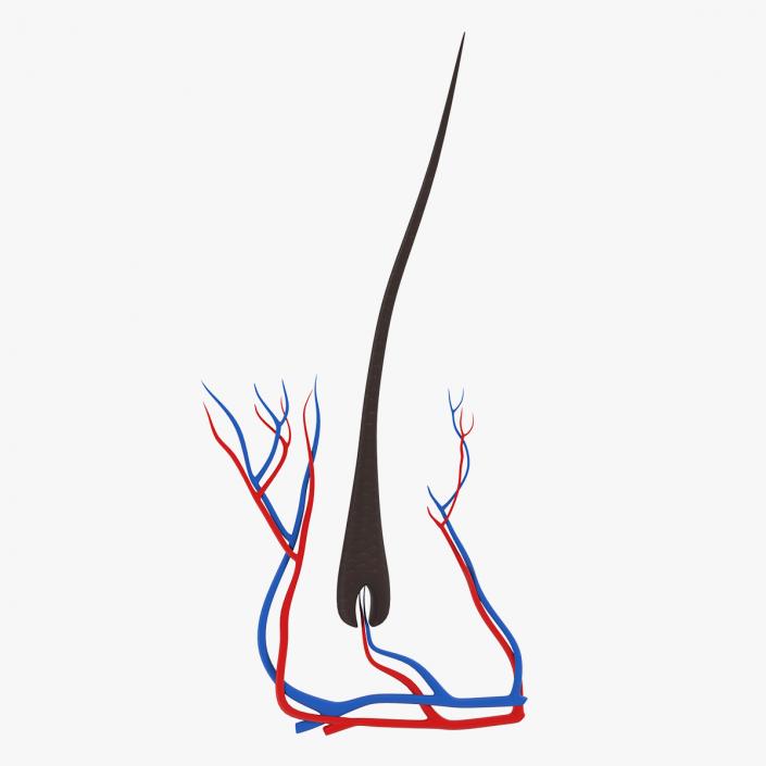 3D Structure of Human Hair model