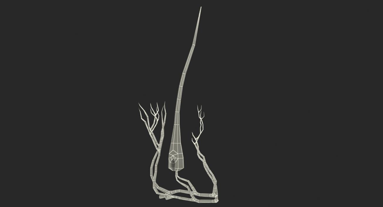 3D Structure of Human Hair model