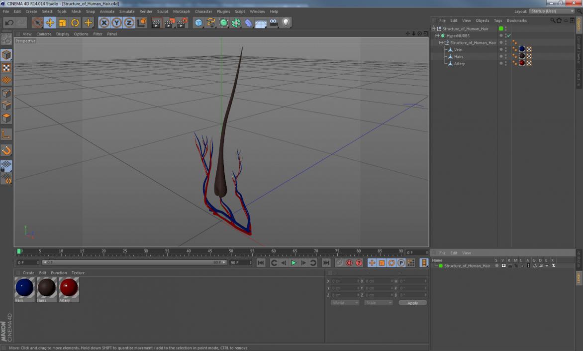 3D Structure of Human Hair model