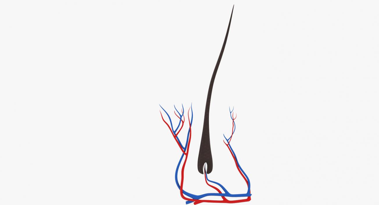 3D Structure of Human Hair model