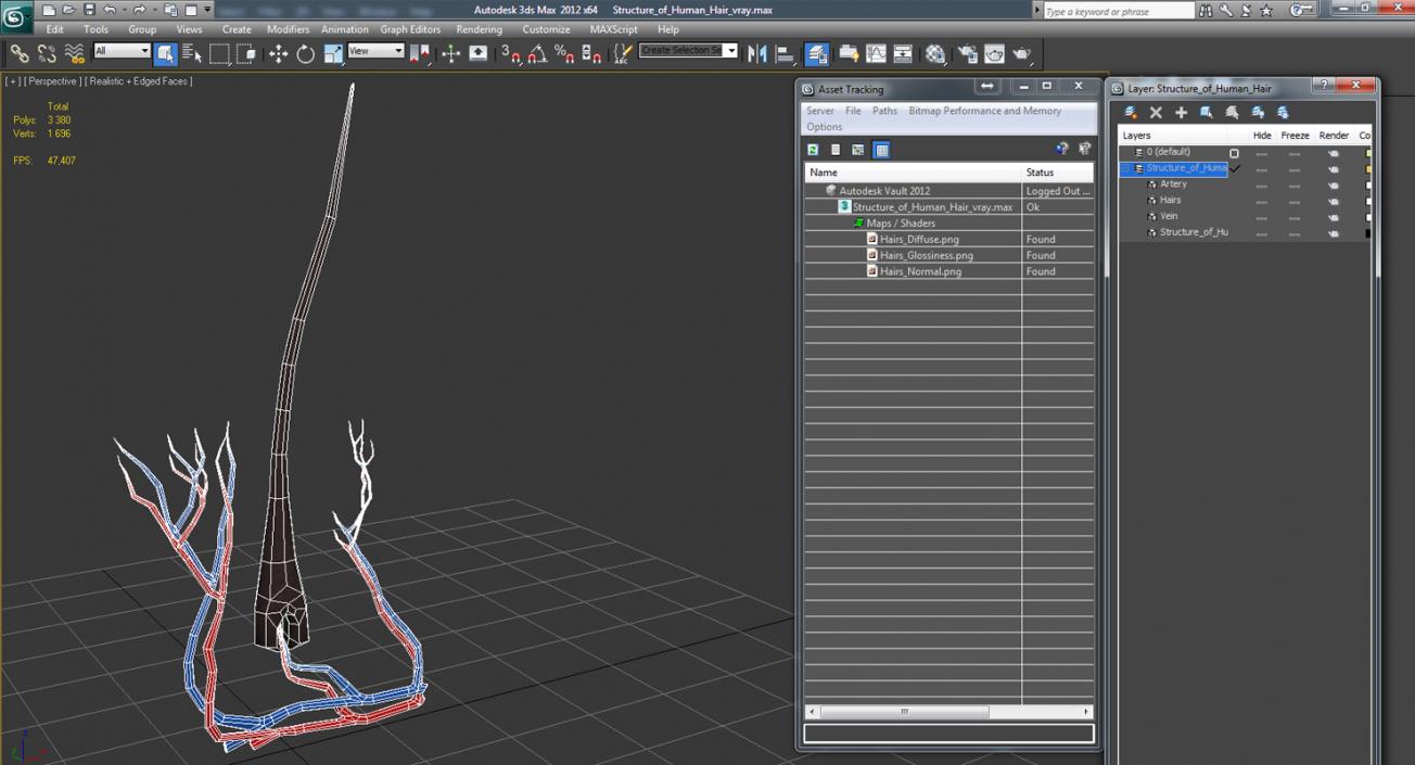 3D Structure of Human Hair model