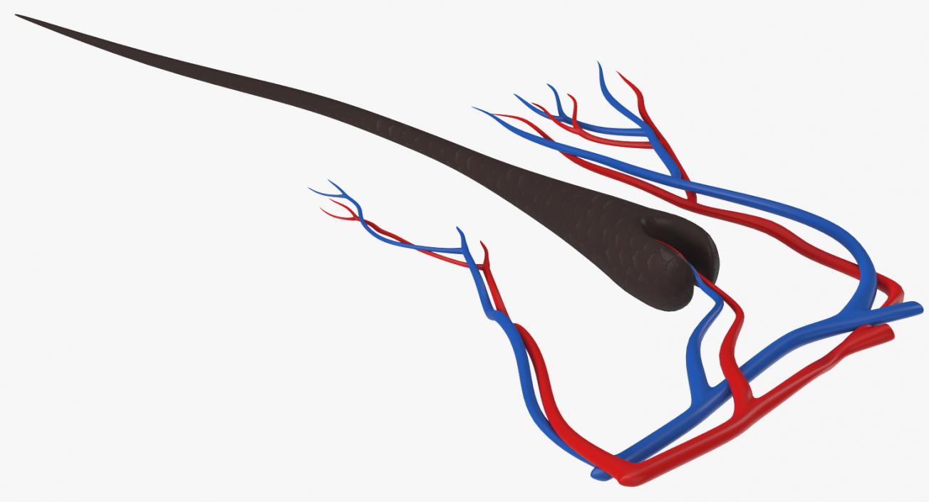 3D Structure of Human Hair model