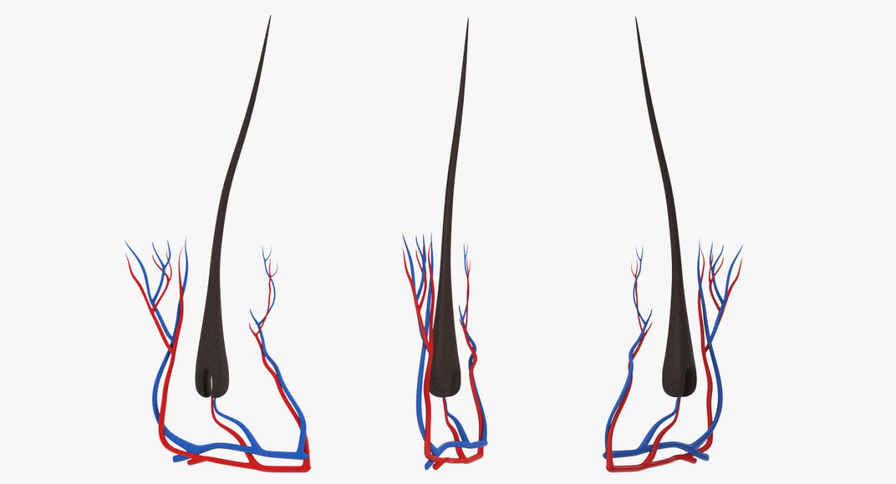 3D Structure of Human Hair model