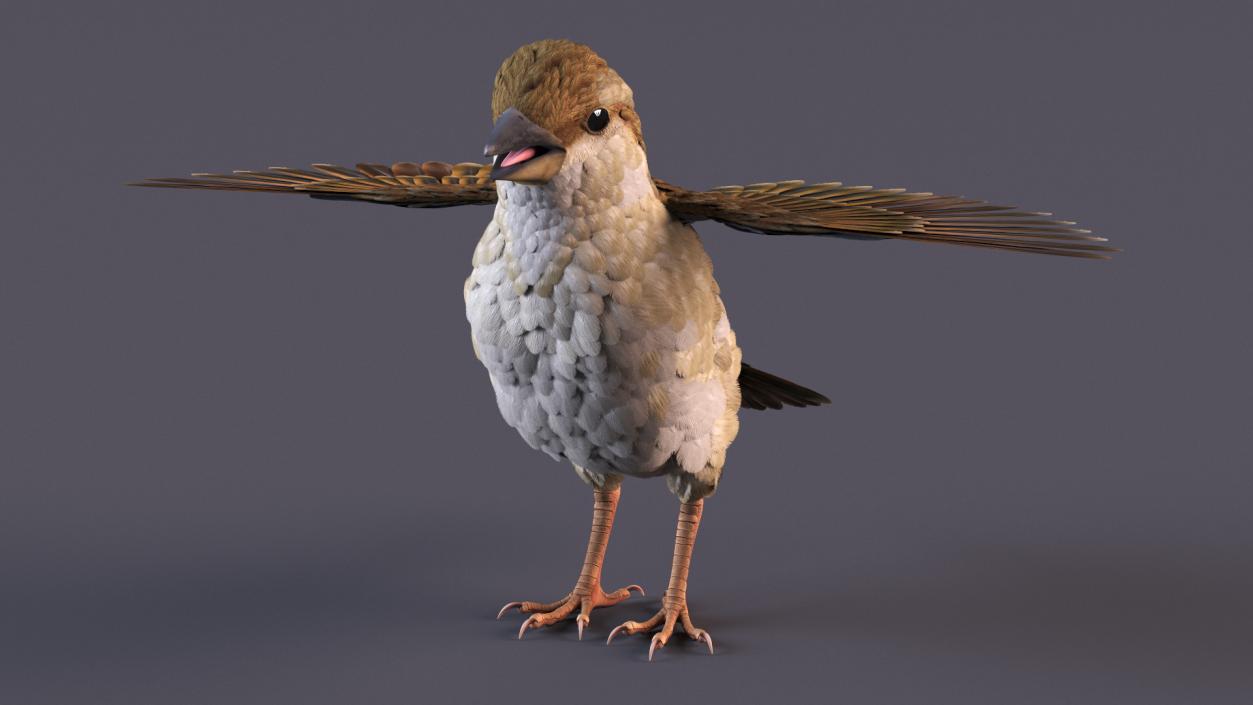 House Sparrow Rigged 2 3D