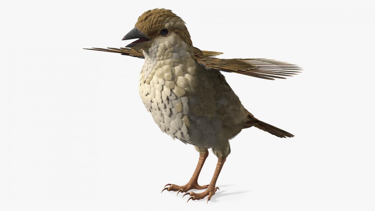 House Sparrow Rigged 2 3D