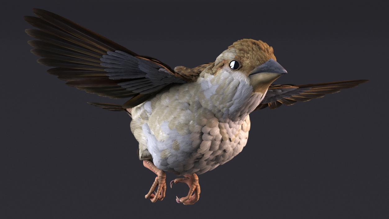 House Sparrow Rigged 2 3D