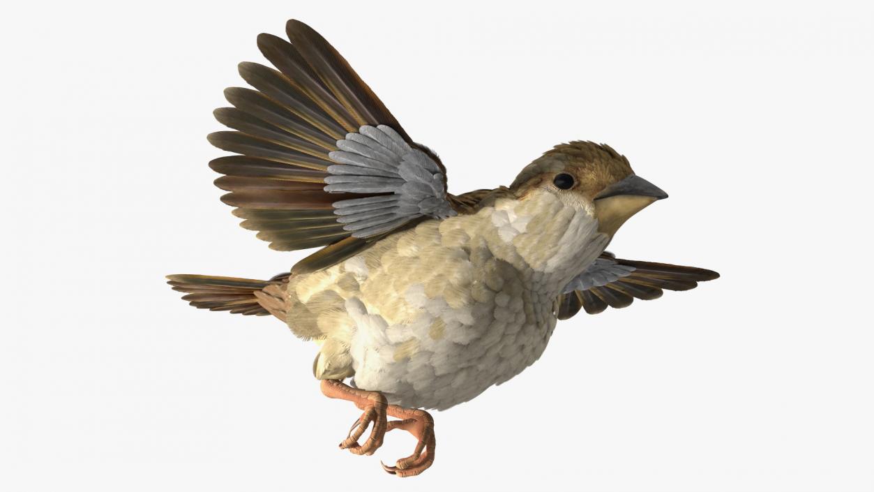 House Sparrow Rigged 2 3D