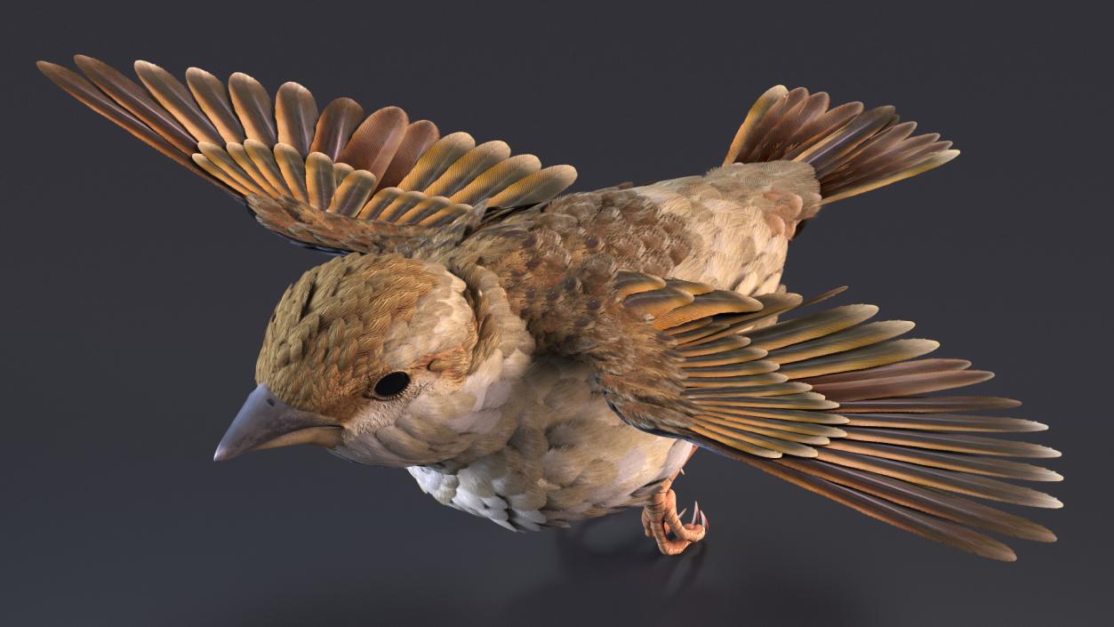 House Sparrow Rigged 2 3D