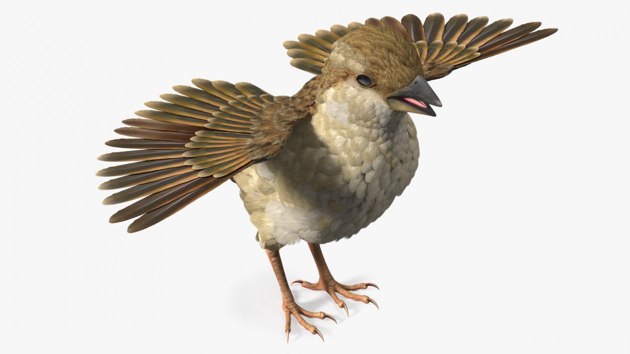 House Sparrow Rigged 2 3D