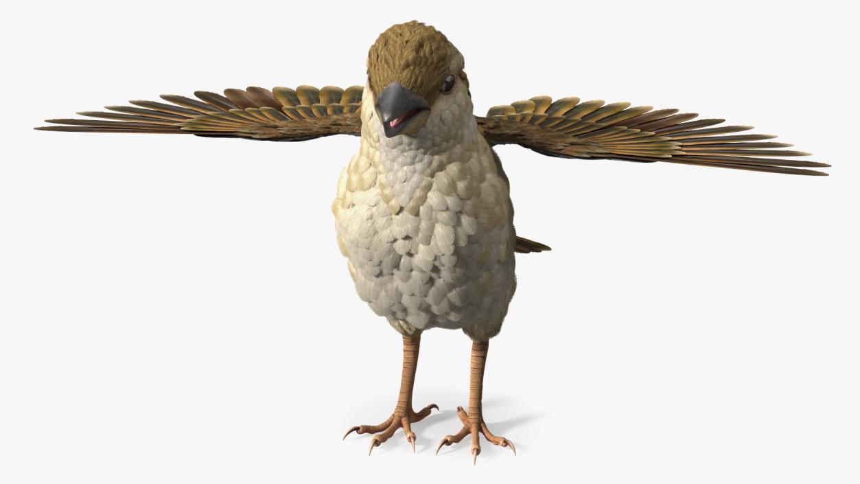 House Sparrow Rigged 2 3D