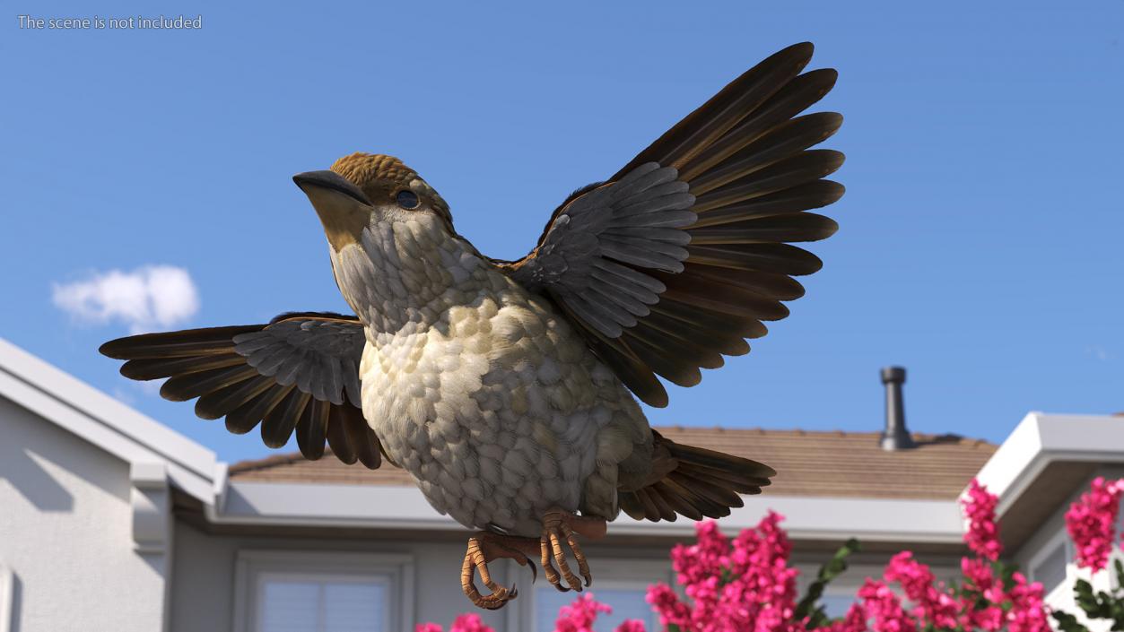 House Sparrow Rigged 2 3D