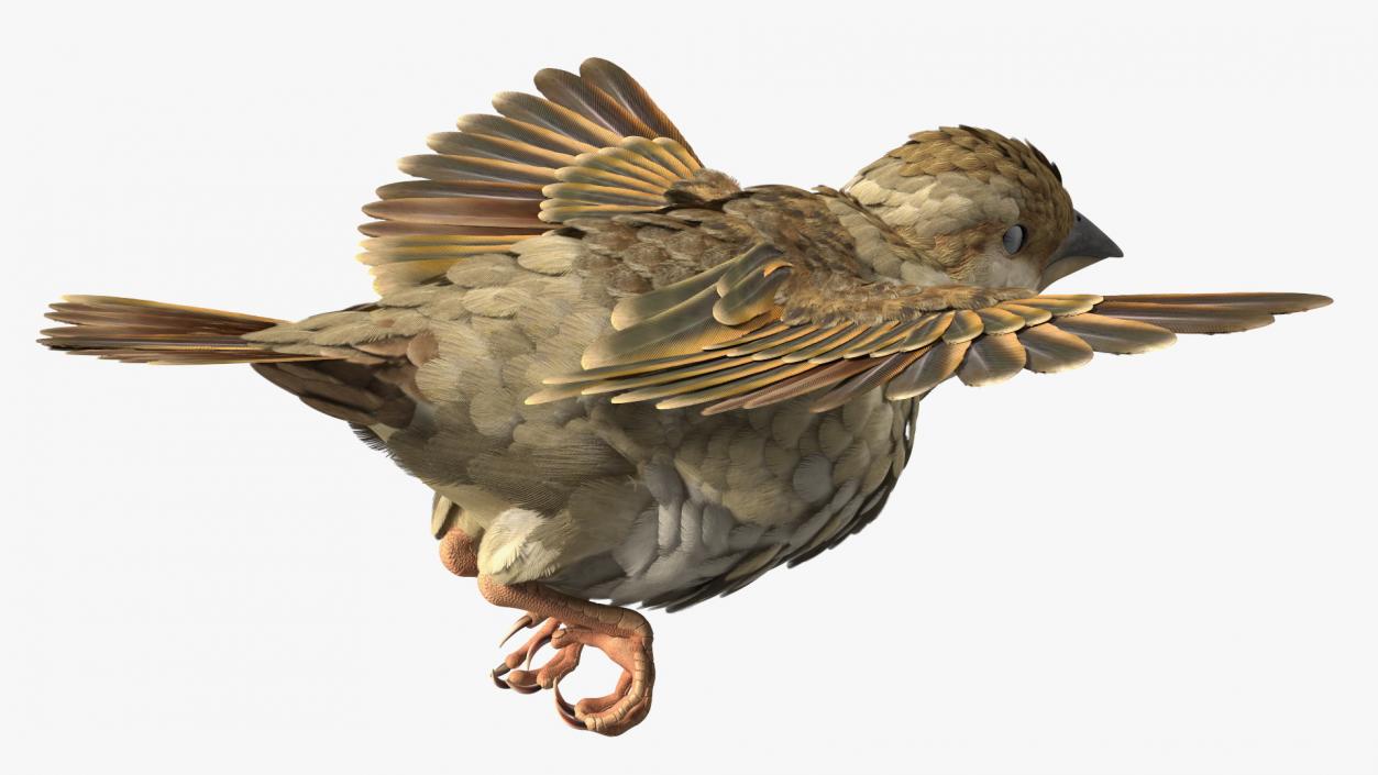 House Sparrow Rigged 2 3D