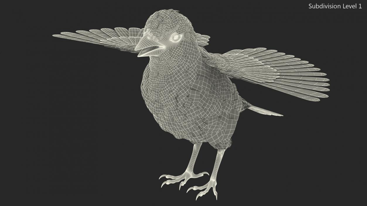 House Sparrow Rigged 2 3D