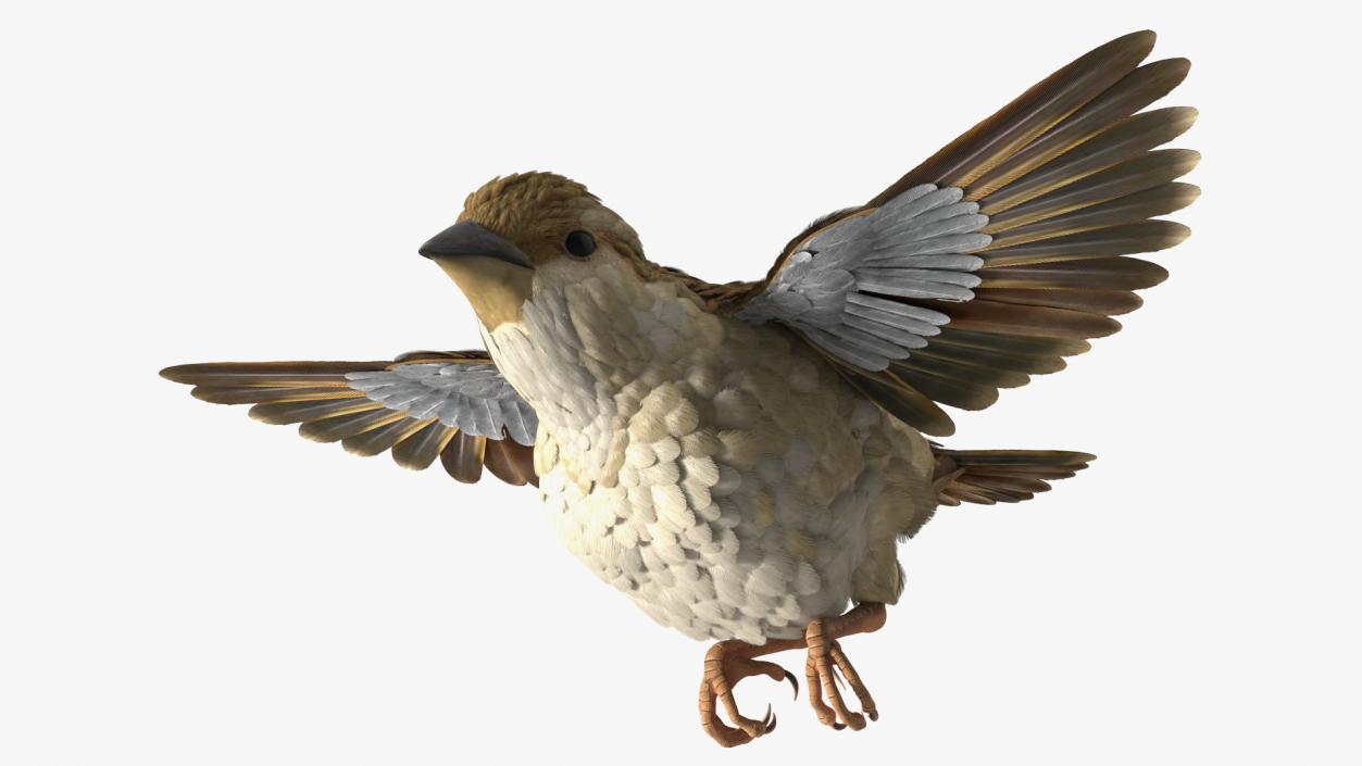 House Sparrow Rigged 2 3D