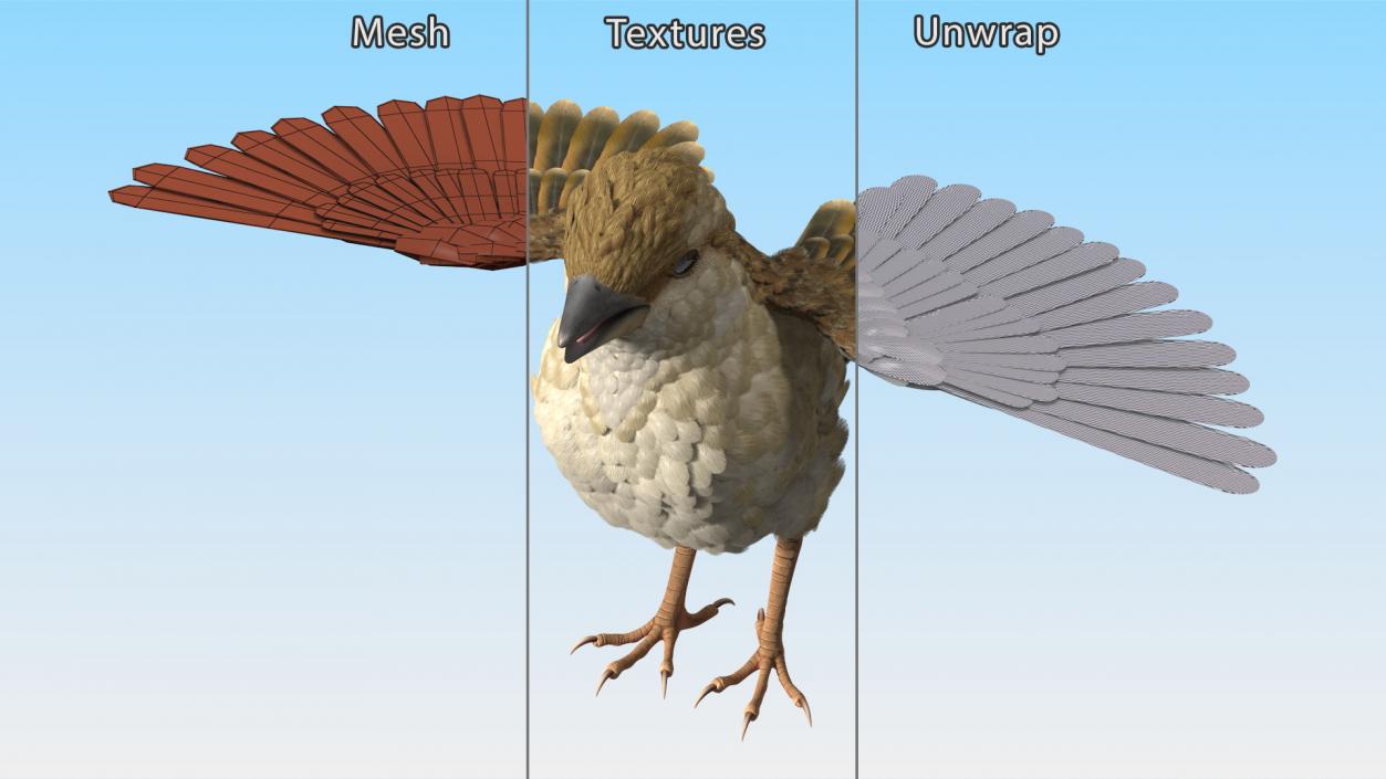 House Sparrow Rigged 2 3D