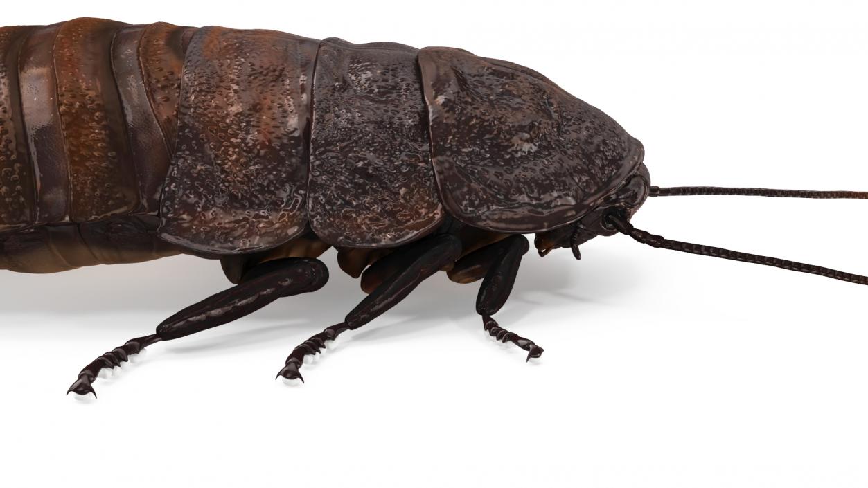 Wood Feeding Cockroach Rigged 3D model