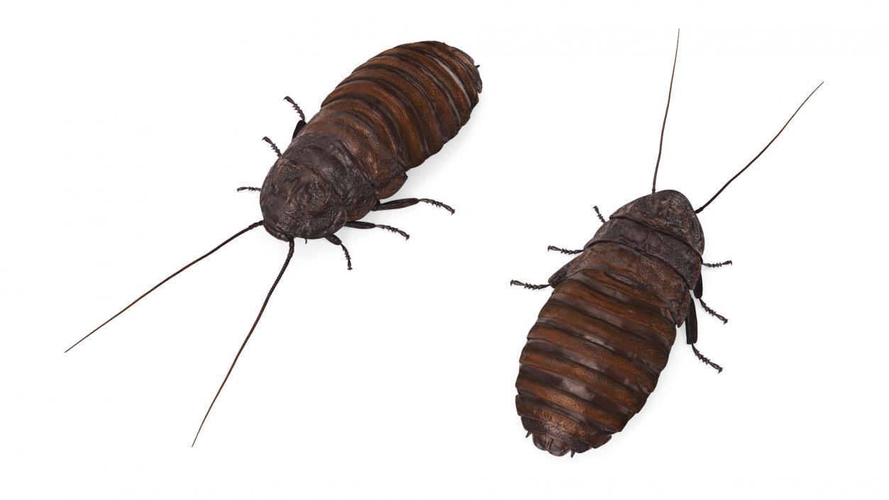 Wood Feeding Cockroach Rigged 3D model