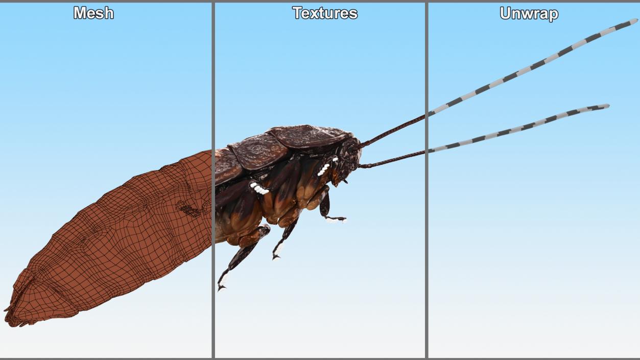 Wood Feeding Cockroach Rigged 3D model