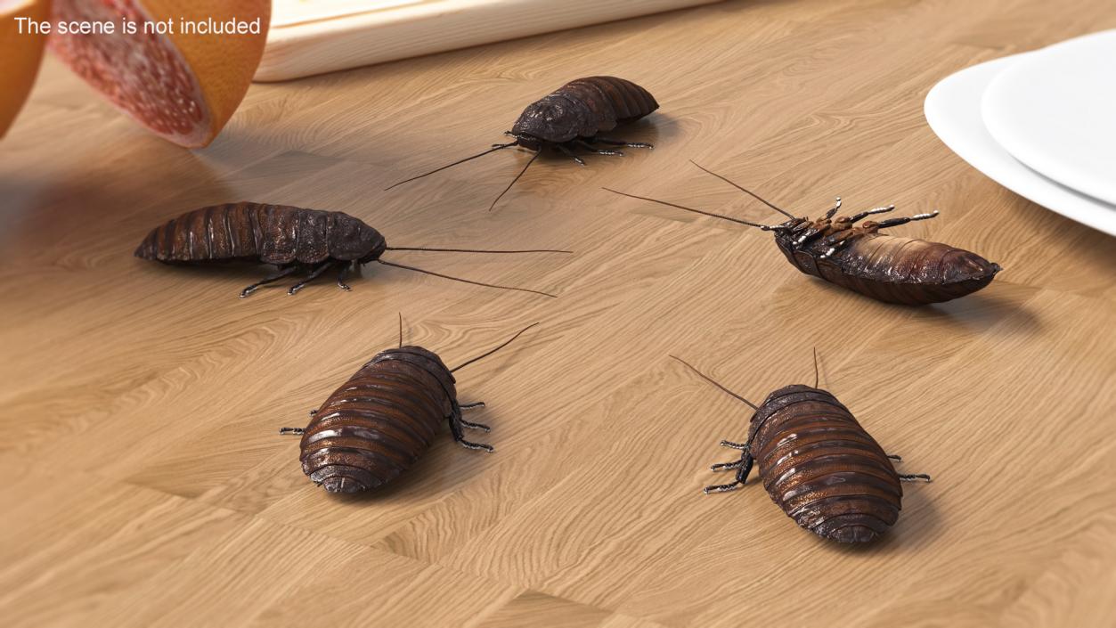 Wood Feeding Cockroach Rigged 3D model