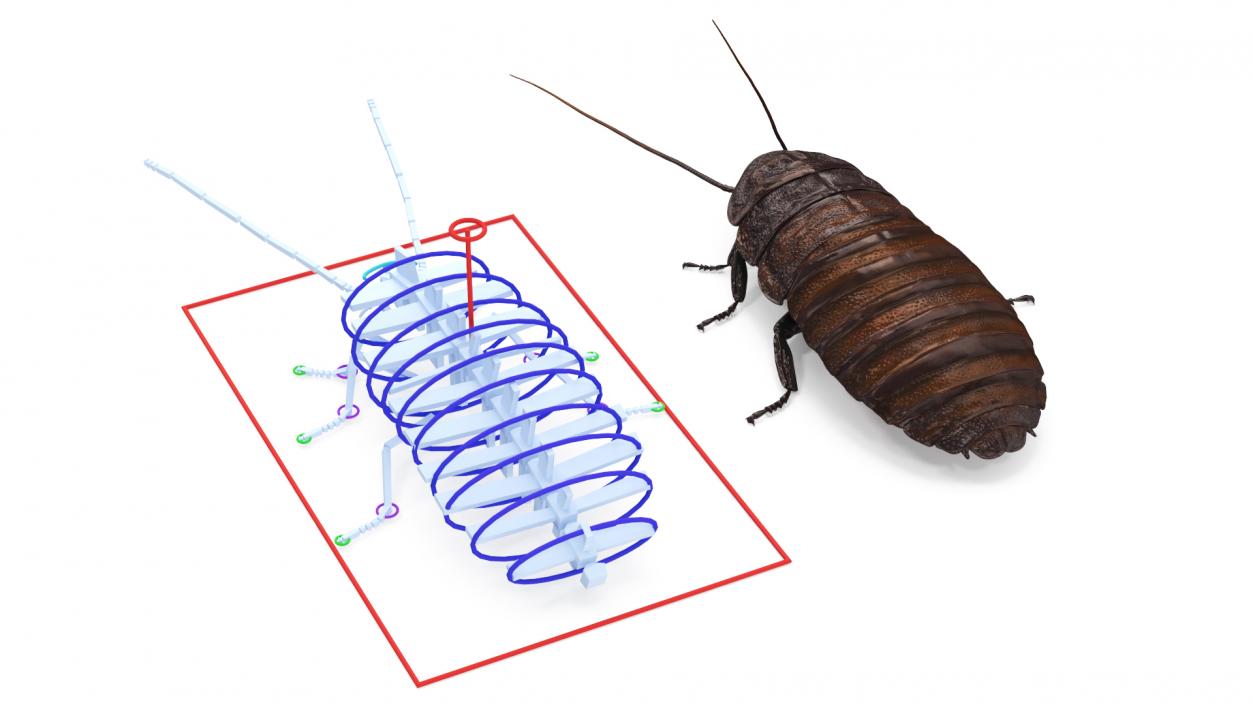 Wood Feeding Cockroach Rigged 3D model