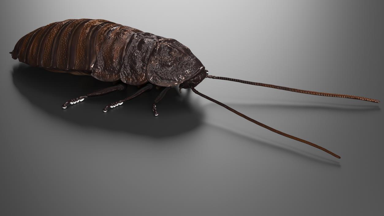 Wood Feeding Cockroach Rigged 3D model