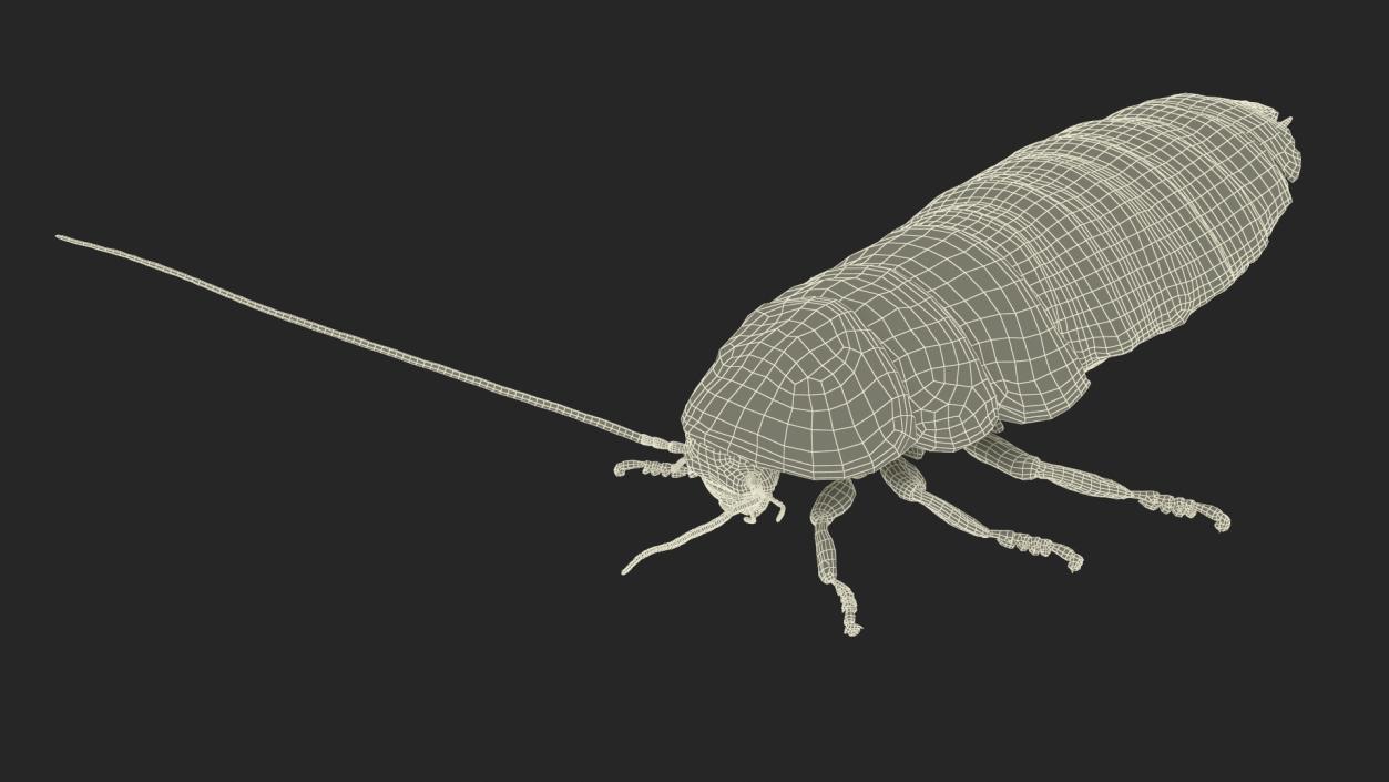 Wood Feeding Cockroach Rigged 3D model