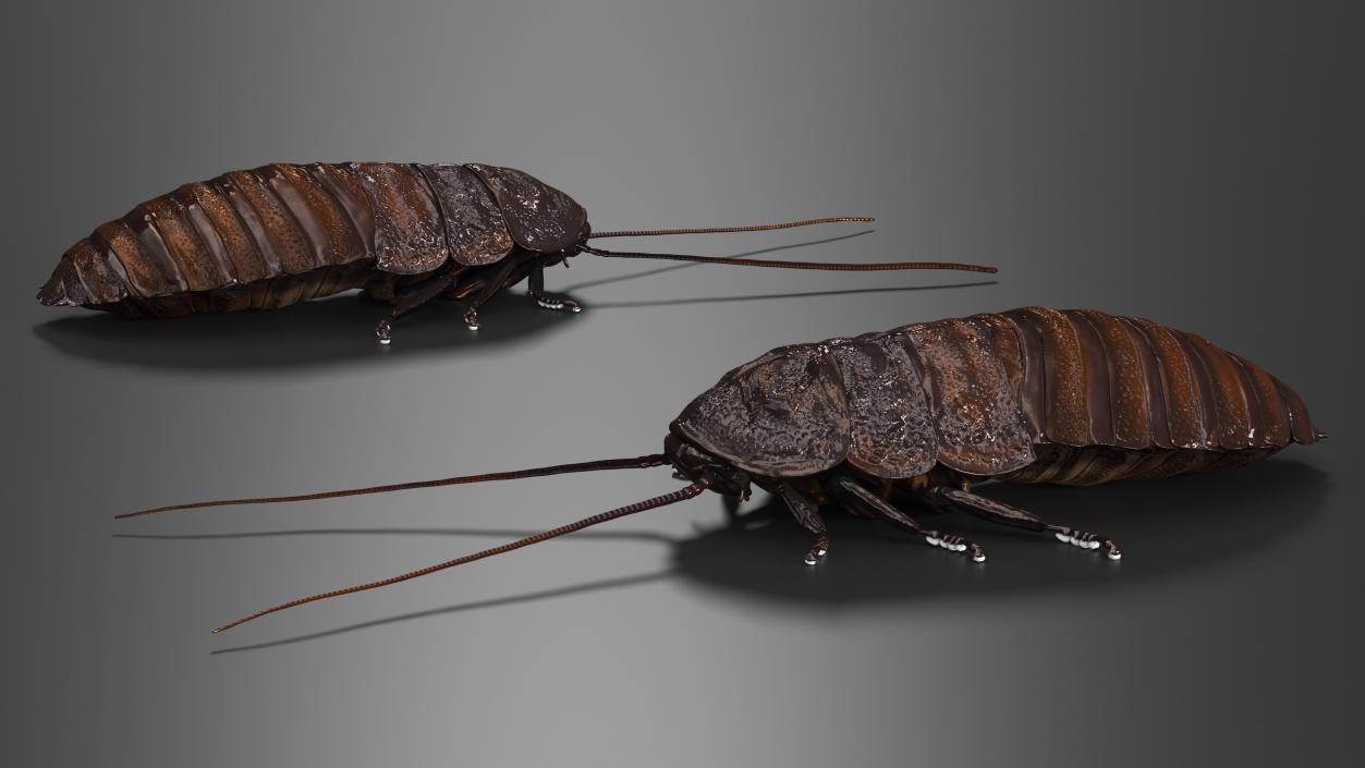 Wood Feeding Cockroach Rigged 3D model